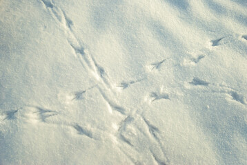 Bird tracks in the snow. Close-up. The view from the top. Abstract background.