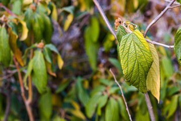 Green color leave macro and close-up during sunlight, nature background, beauty