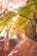 Obraz premium 川沿いに生えた綺麗に咲く紅葉