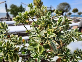 green plant under the snow