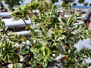green plant under the snow