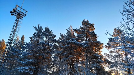 Sunny day in the forest, winter frost