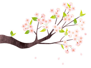 水彩風 紅梅と白梅のセットイラスト Wall Mural Wallpaper Murals Eringo