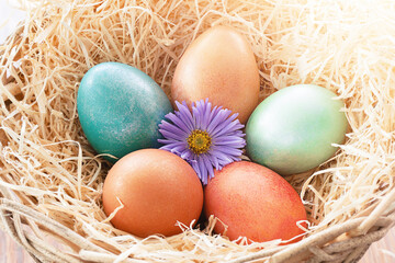 Fototapeta na wymiar Colorful eggs in a basket with a blue flower