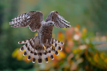 Northern Goshawk (accipiter gentilis) flying just before landing  in the forest in the Netherlands