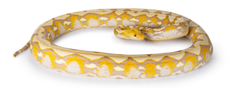 Lavender Albino Ball Python