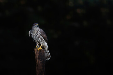 Northern Goshawk (accipiter gentilis) sitting on a pole in the forest in the Netherlands