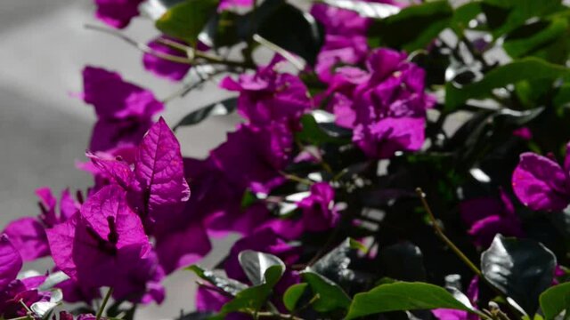 colorful bougainvillea plant in the rays of the sun