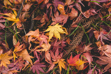 道に落ちた紅葉のもみじ