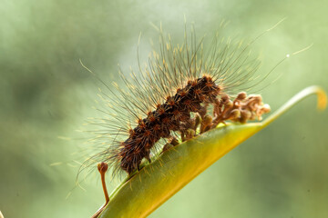 Nature Insects on wildlife