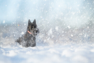 Black scotch terrier puppy for a walk on a winter day in the snow