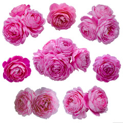 collage of delicate pink roses