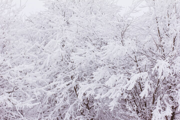 Snow and rime ice on the branches of bushes, winter background with twigs covered with hoarfrost