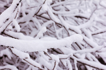 Snow and rime ice on the branches of bushes, winter background with twigs covered with hoarfrost