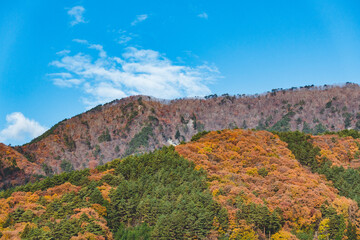 Obraz premium 紅葉のオレンジ色に染まった山