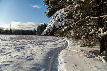 A path that goes along the forest