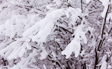 Snow and rime ice on the branches of bushes, winter background with twigs covered with hoarfrost