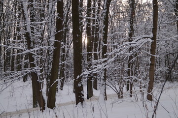 Fototapeta premium snow covered trees