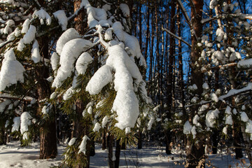 snow-covered spruce branch in the forest