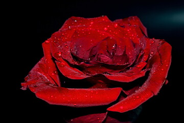 Red rose bloom with water drops against black background.
