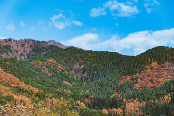 Fototapeta premium 紅葉のオレンジ色に染まった山