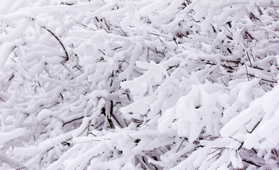 Snow and rime ice on the branches of bushes, winter background with twigs covered with hoarfrost