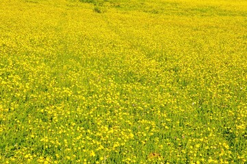 Fields of yellow