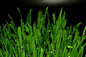 Fototapeta na wymiar image of green grass with water drops isolated on black background