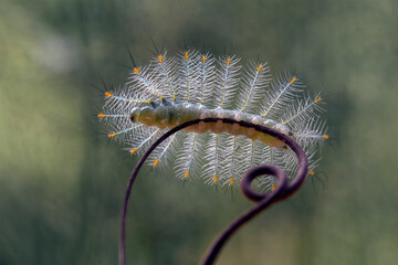 Nature Insects on wildlife