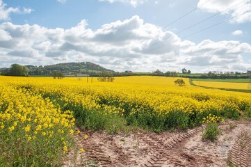 Yellow rapeseed field in spring