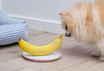 Dog with a banana. The Pomeranian eats a banana. The dog eats fruit.