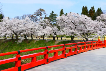日本の春。鶴ヶ城市民公園。会津若松、福島、日本。４月中旬。