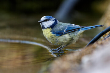 Blaumeise (Cyanistes caeruleus)