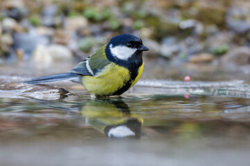 Kohlmeise (parus major)