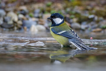 Kohlmeise (parus major)