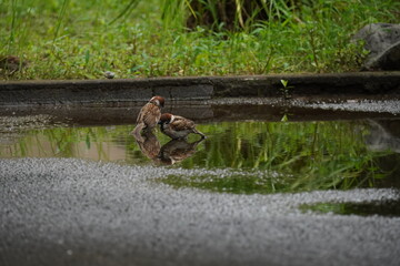 水浴びをする雀