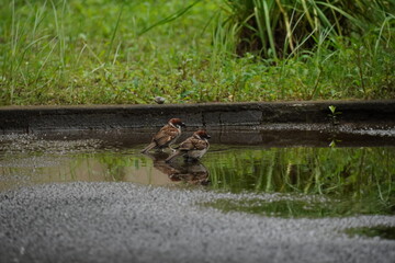 水浴びをする雀