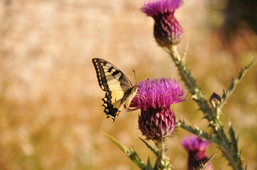 Nahaufnahme einer Distel mit einem Schmetterling / Falter