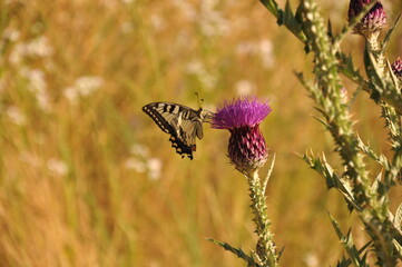 Nahaufnahme einer Distel mit einem Schmetterling / Falter