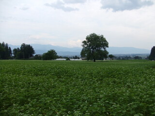 長野県・安曇野のそば畑