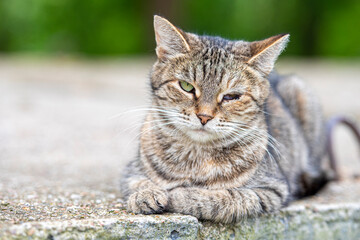 Naklejka na ściany i meble Homeless street cat with hurt on eye, sad cat with open wound on face