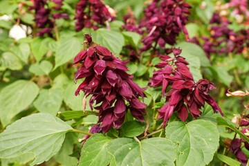 The violet flower is called Scarlet sage.