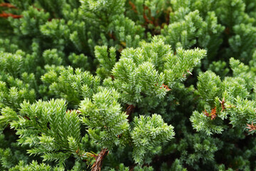 Juniperus horizontalis is commonly known as creeping juniper or creeping ceda.