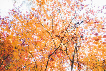鮮やかに咲く紅葉の葉