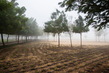 Foggy morning in the park.Outdoors