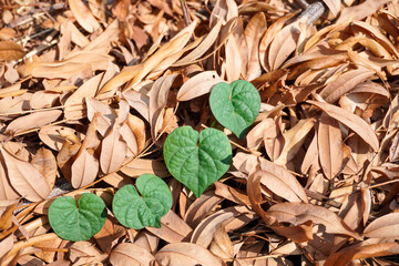 Four green hearts on brown background