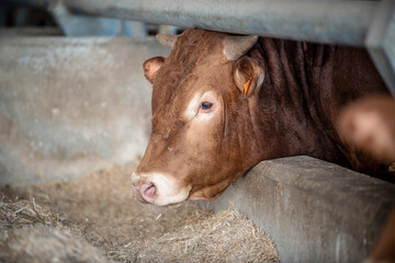 ALLEVAMENTO CARNI CUNEO