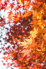 鮮やかに咲く紅葉の葉