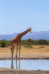 Tall giraffe with long legs and neck in African savanna of Ol Pejeta Conservancy, Kenya. Blue sky, vertical with copy space © Nicola.K.photos