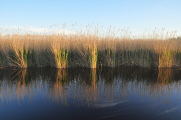 im Wasser gespiegeltes Schilf